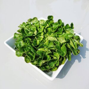 Spinach - quickstora